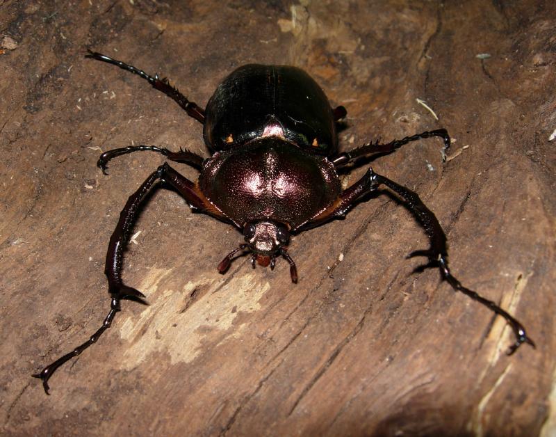 ヤンバルテナガコガネ 沖縄自然ツーリスト