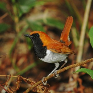 ホントウアカヒゲ