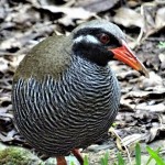 沖縄の鳥の専門ガイド：ヤンバルクイナのツアー