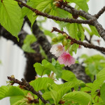 今年の最後の桜。
