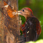 沖縄の鳥の専門ガイド：ノグチゲラのツアー