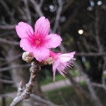 桜が咲いた