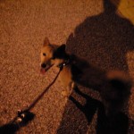 柴犬のイチロー。毎夕一緒に散歩するよ。