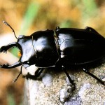 オキナワマルバネクワガタ。この虫もピークは１０月。毎秋コイツを求めて全国各地から多くの採集者がやんばるを訪れる。