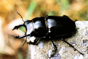 オキナワマルバネクワガタ。この虫もピークは１０月。毎秋コイツを求めて全国各地から多くの採集者がやんばるを訪れる。