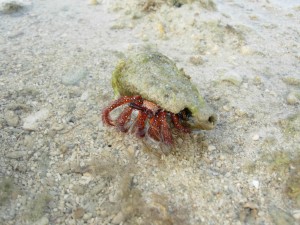 コモンヤドカリ 急いで逃げろー
