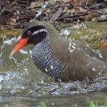 ヤンバルクイナ