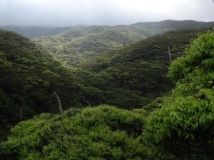 やんばるの森