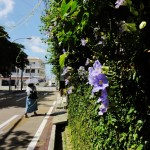 いよいよ夏に突入～