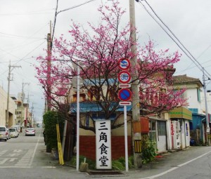 いまが見ごろ