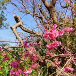 幹が折れても見事に満開！