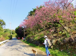 桜並木路の散歩がうれしい柴犬イチロー