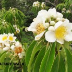 イジュの花。沖縄本島中北部で甘い香りを振りまいてます。