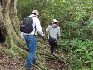 伊部岳の植物調査