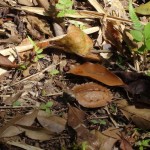 知らずに思わず踏んづけてしまいそうな、落ち葉に似たリュウキュウヤマガメの幼体