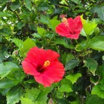 Hibiscus