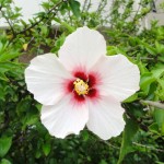 Hibiscus