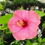 Hibiscus