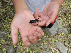 沖縄のクワガタムシ採集