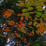 沖縄の落葉広葉樹　ハゼノキ