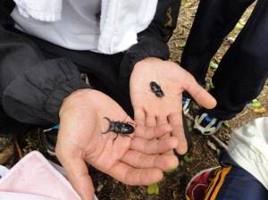オキナワヒラタが採れました。