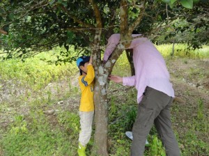 okinawa kuwagata tour