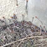 ホウオウボクククチバが大発生。寄生蜂などの天敵がいないのか、それともこの発生に追いつかないのか？