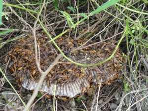 直径30cmは超えるキアシナガバチの巣。
