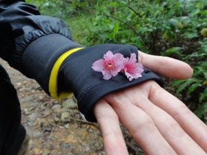 探しても落ちていたのはこの二輪だけ。春が始まりかけている。