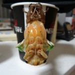 今夏ウチの近所に初登場のクマゼミ。