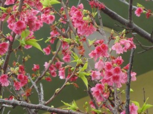 今年のサクラは長持ち。