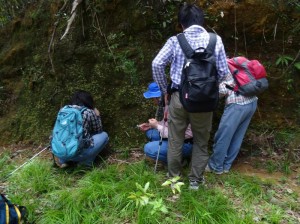 やんばるの森が“３時間で分かる”やんばるの森遊歩ツアー