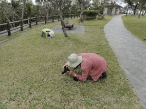 珍しい沖縄固有植物を観察（沖縄野生生物探索＆観察ツアー：沖縄自然ツーリスト）