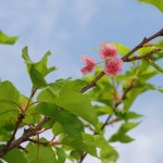 とうとう最後の三輪!?　なごり惜しいなぁ。　