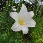 沖縄の5月の花、テッポウユリ
