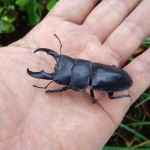 越冬中陽気に誘われ出てきたオキナワヒラタクワガタの♂