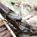 オキナワセマダラコガネ（4月17日 宜野湾市） 芝生や草むらの中で結構発生しているのでしょうが、目立ちません。