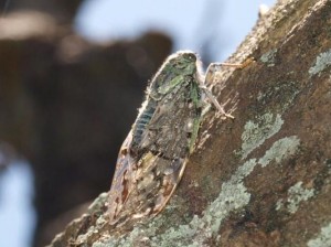クロイワニイニイ いやぁ、久しぶりっ!