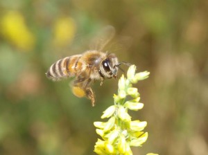 セイヨウミツバチ 花に近づいては…