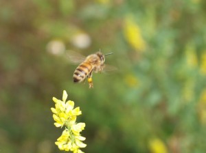 セイヨウミツバチ 花から離れる。この繰り返し…