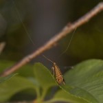 タイワンオオヒゲナガ