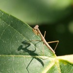 ムナビロカマキリ幼体