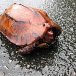 道路に這い出てきたリュウキュウヤマガメ。危ないよ～