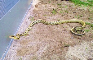 特定外来生物のﾀｲﾜﾝｽｼﾞｵ