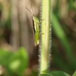 タイワンハネナガイナゴ