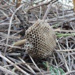 アリにたかられ幼虫も蛹も捕られてしまい無残な姿をさらすﾁﾋﾞｱｼﾅｶﾞﾊﾞﾁの巣