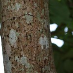 樹皮模様に溶け込んでいるつもりのミナミヤモリ