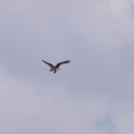 どこへ行くのか？だんだんと小さくなっていく。