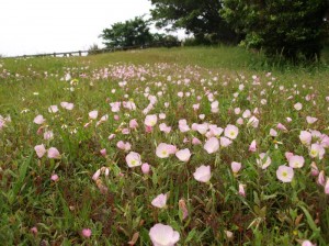 浦添城跡 ヒルザキツキミソウの群落。一昨日までは昆虫の楽園でした。
