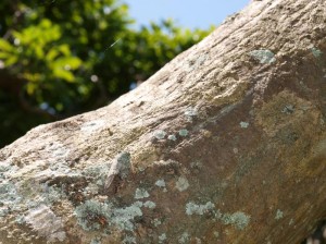 クロイワニイニイ 見事な雲隠れの術。どこにいるかな?